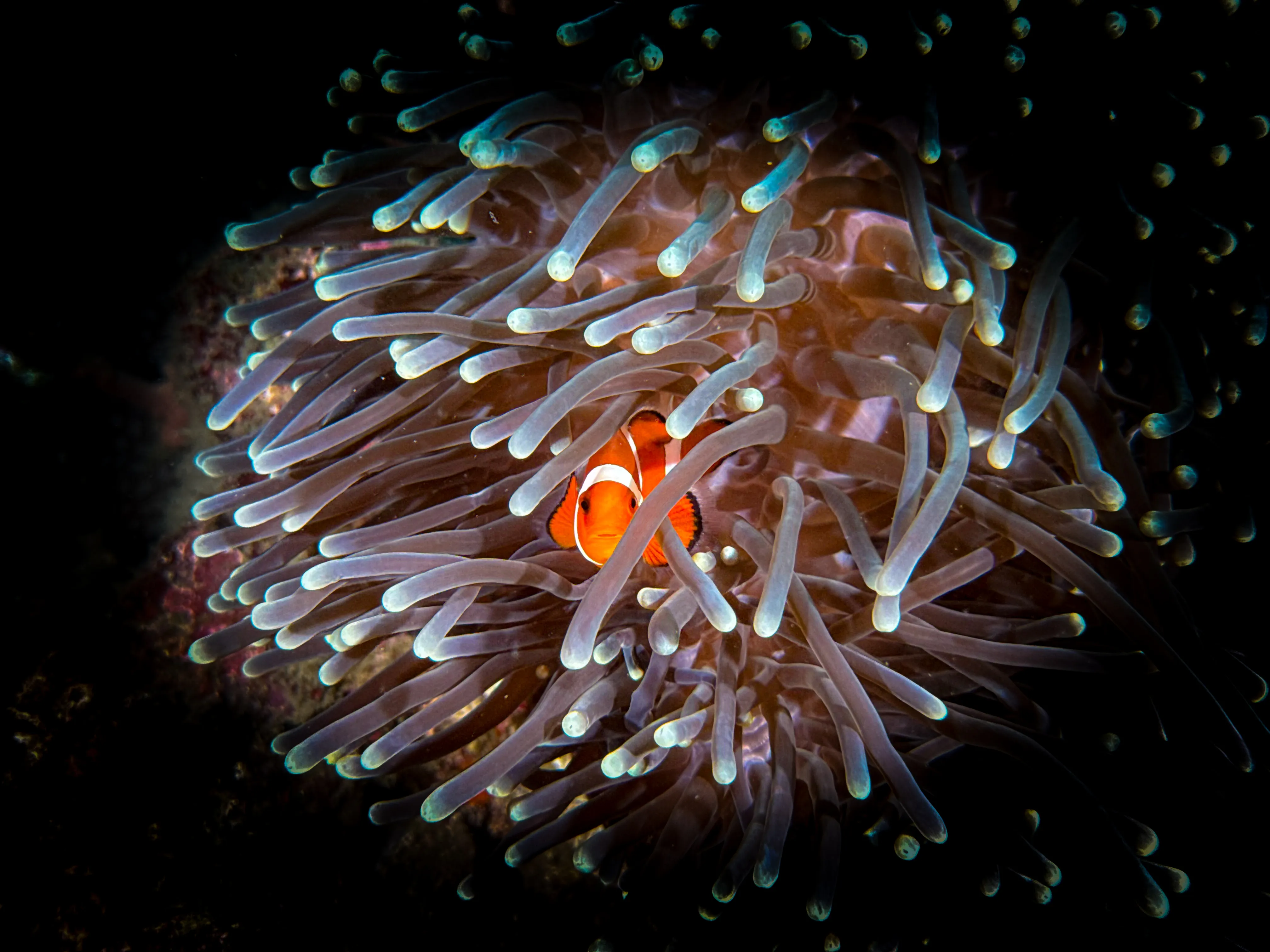 Clownfish in anemone