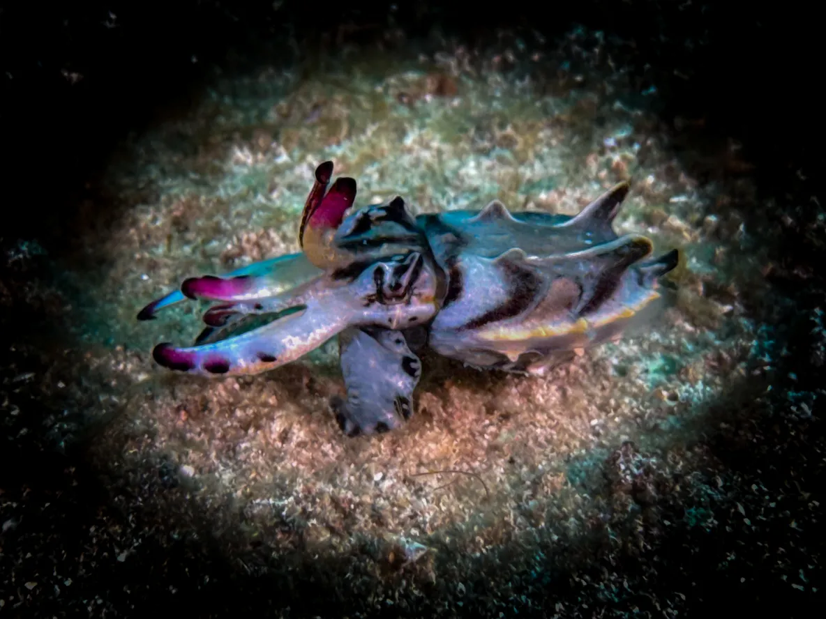 Flamboyant cuttlefish