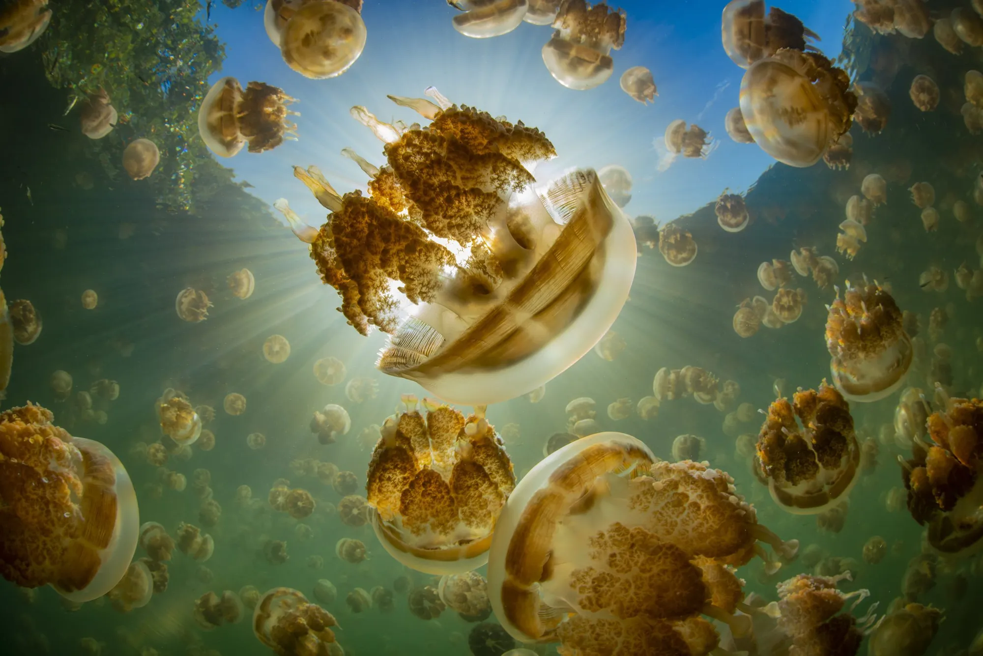 Jellyfish Lake, Rock Islands Southern Lagoon