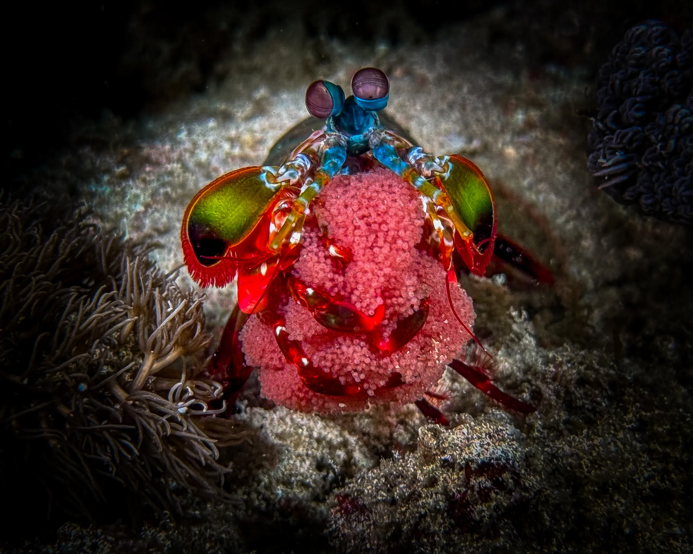 Peacock mantis shrimp with eggs