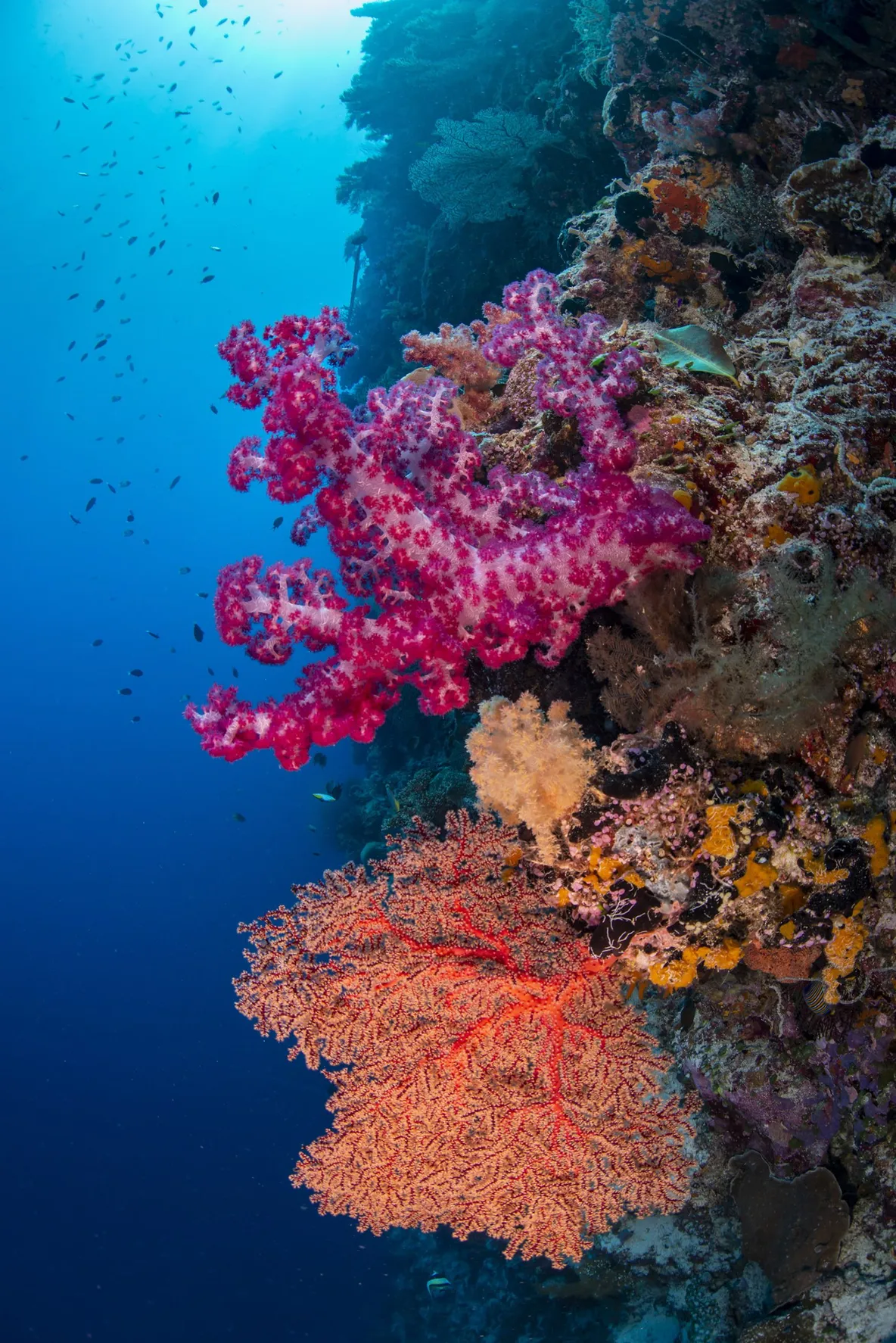 Soft coral on a reef wall
